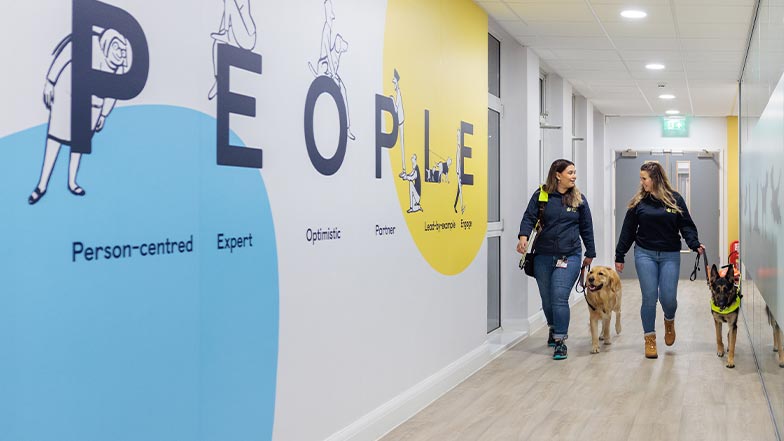 Two Guide Dogs employees, each with a Guide Dog,  walk down a corridor