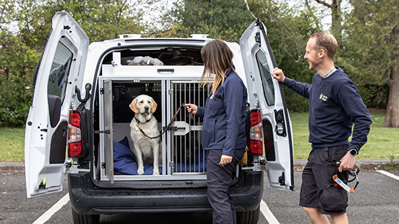 Two Guide Dog staff members getting a Labrador out of a van