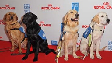 Guide dogs on the red carpet