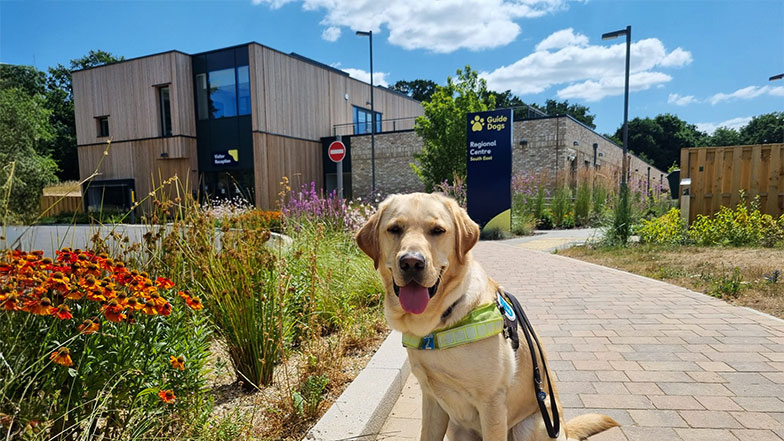A Guide Dog sitting on a path, in the background is the Redbridge Guide Dogs centre