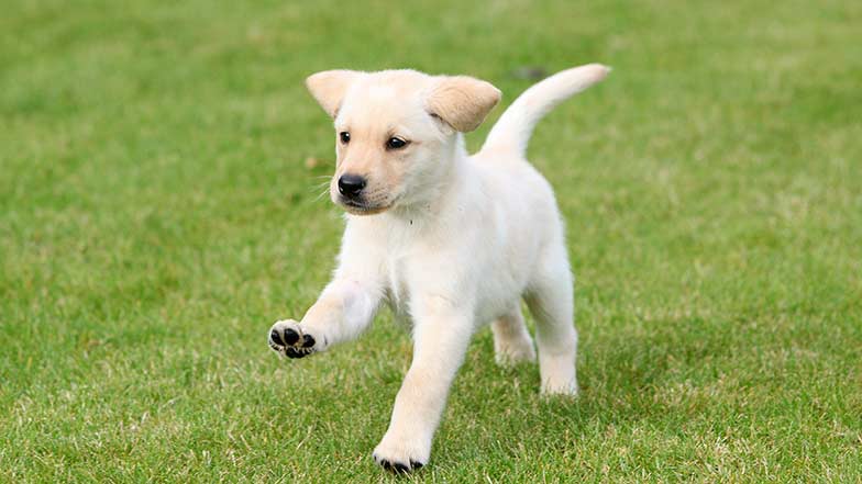 Guide Dogs Labrador puppy running in the grass