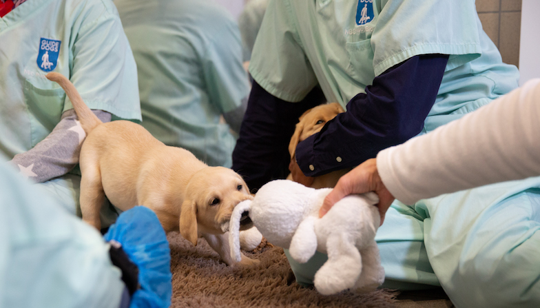 Puppies playing at the National Breeding Centre