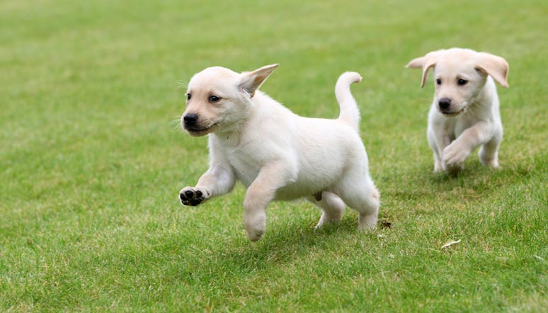 Two yellow Labrador puppies running in the grass