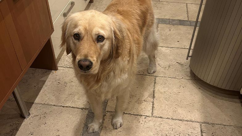 Chance, a golden retriever buddy dog, stands on the kitchen floor looking up at the camera.