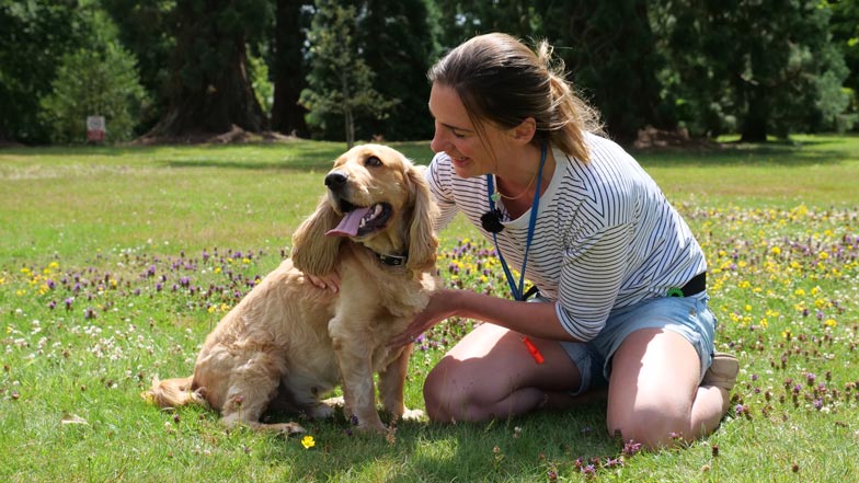 Pet dog owner trains her dog in a sunny garden
