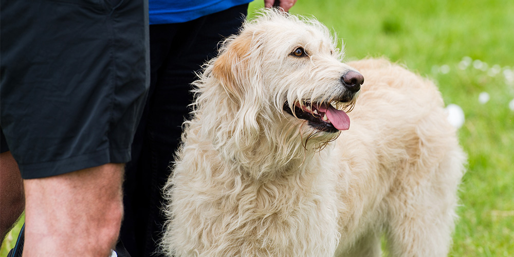 Labradoodle dog has its tongue out, volunteer dog exercisers are stood behind