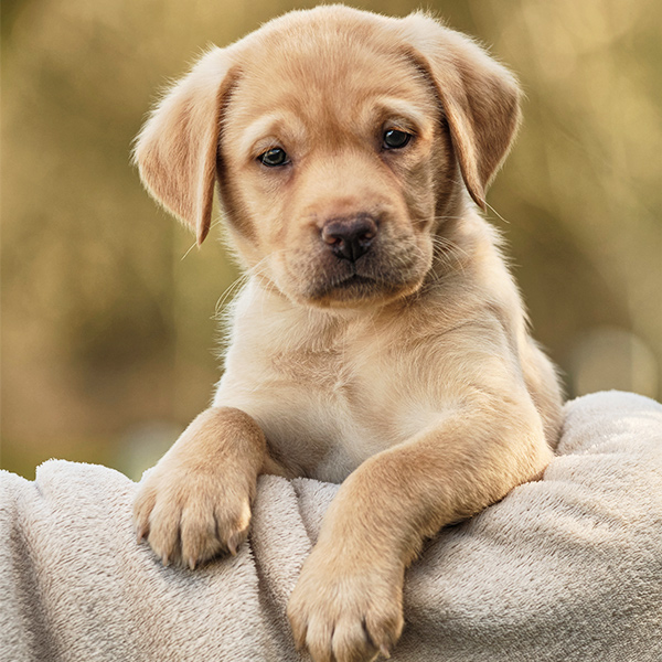 Puppy Flash looks to camera with paws on a blanket