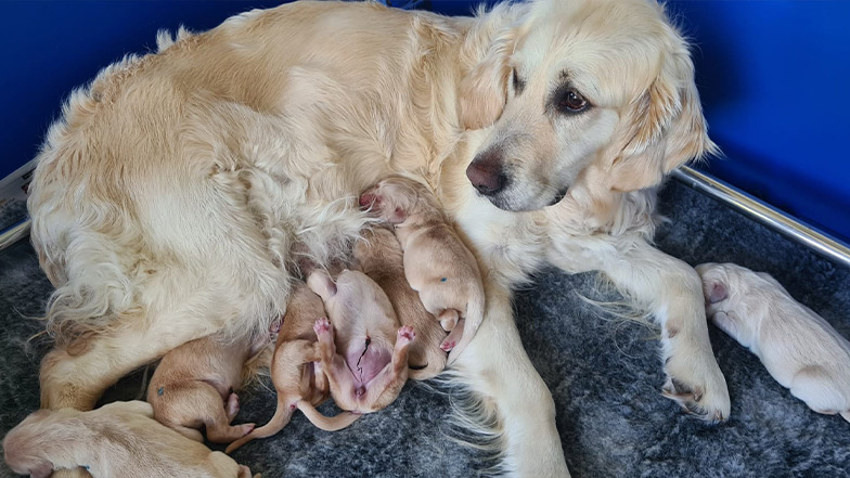 Ela, guide dog mum, is lying on her bed with her puppies.