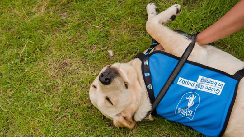 A guide dog rolling on its back on the grass