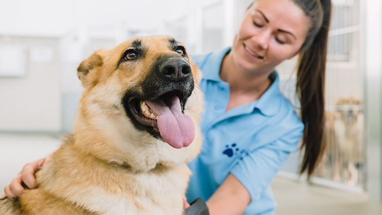German Shepard dog looks happy whilst being examined