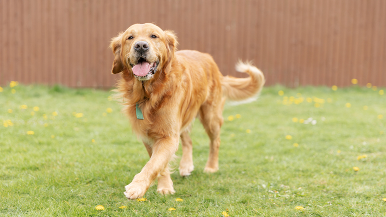A Golden Retriever facing the camera in an open field with his mouth open and tongue out