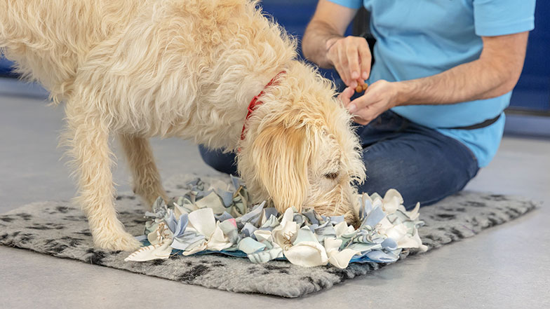 A Labrador cross Poodle enjoying an environmental enrichment Snuffle Mat