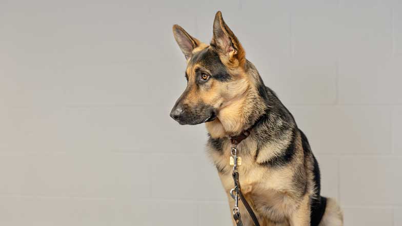 A German Shepherd sat looking over to the left engaged with his ears up 