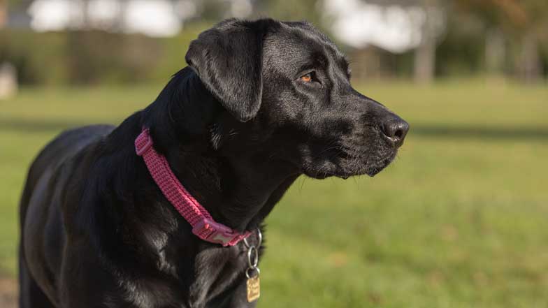A black Labrador in an open grass field looking relaxed 