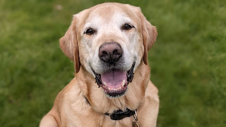 A yellow Labrador looks up to camera with grass surroundings