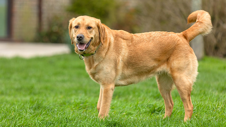 A cross breed guide dog