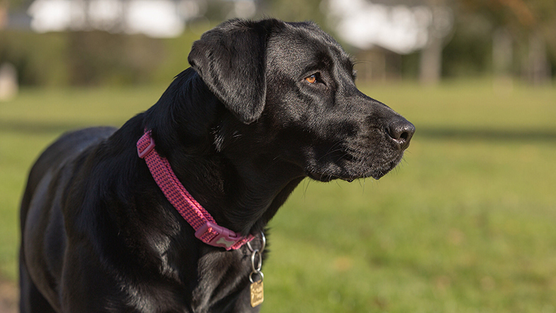 A black Labrador stands on the grass in a park, looking to the side.