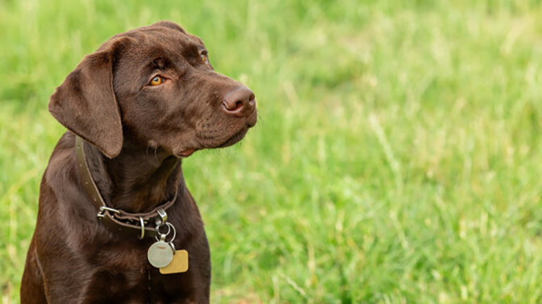 A chocolate Labrador stands on some grass, looking inquisitively to the side.