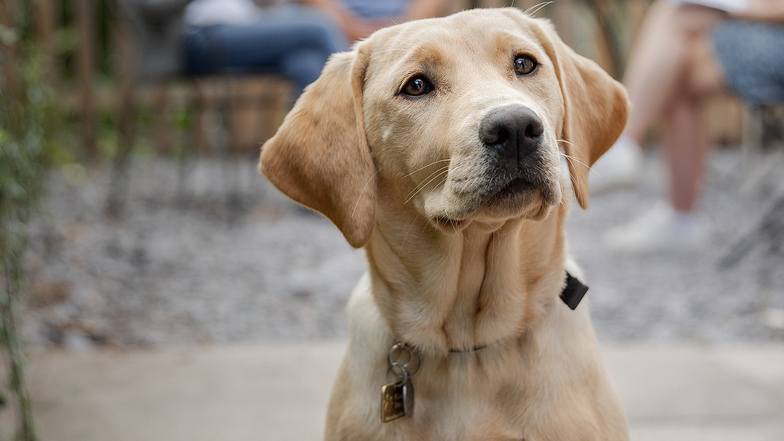 A Labrador cross golden retriever puppy looks to camera.