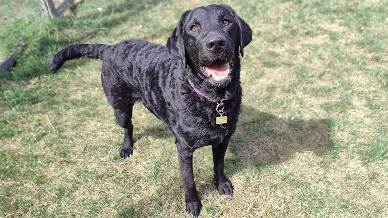 A curly coat retriever stands on grass looking up to camera with their mouth open.