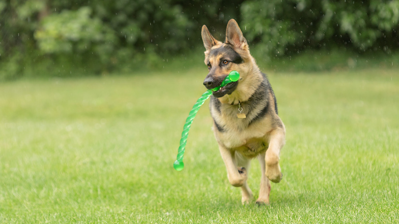 A German shepherd runs in a field with a dog toy in their mouth.