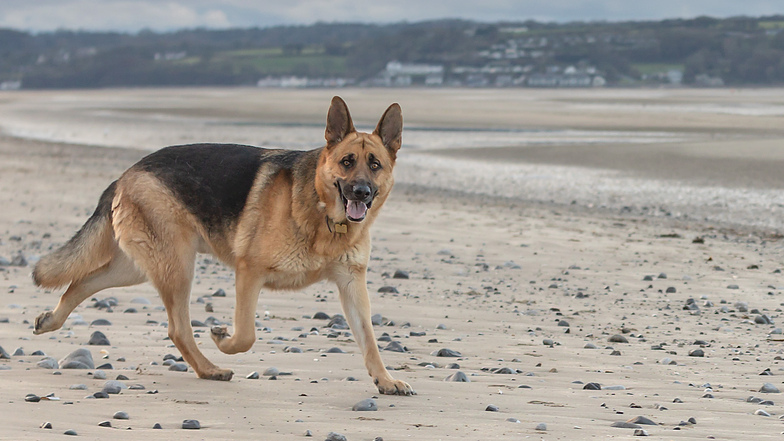 A German shepherd walks along a beach looking to camera with their tongue out.