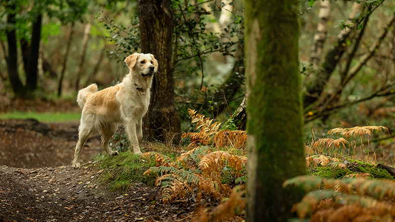 A young golden retriever stands in the woods, looking through the trees.