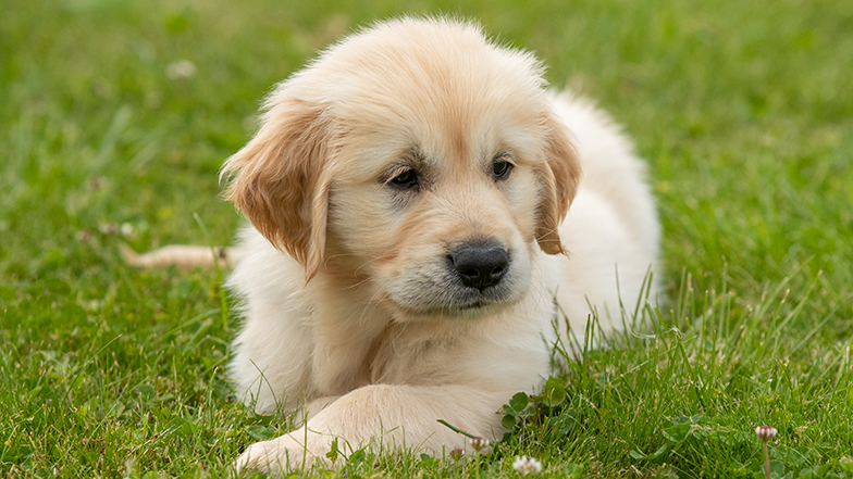A golden retriever puppy lies on the grass.