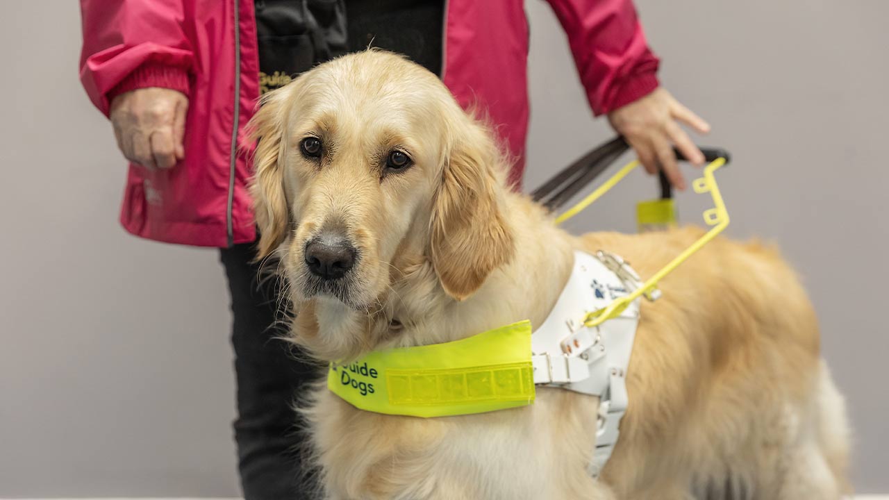 A golden retriever guide dog stands wearing a guiding harness next to her owner.
