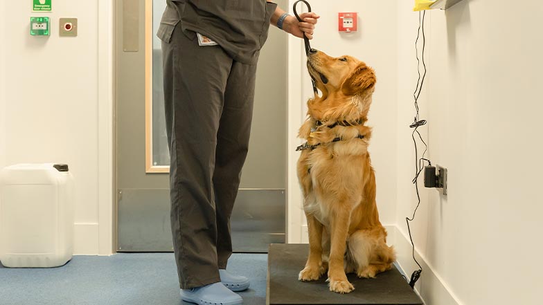 A dog sits on weighing scales in a vet clinic.