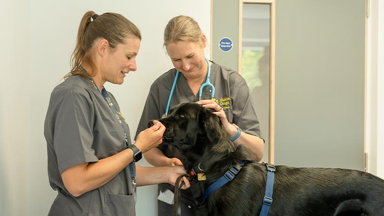 Two veterinary staff perform a health check on a dog.
