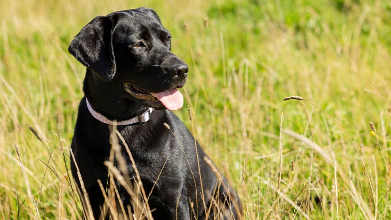 A black Labrador sits in long grass on a sunny day.