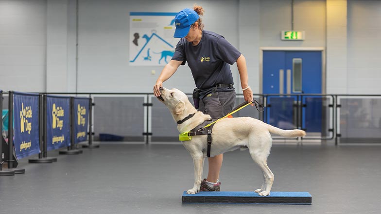A guide dog in training is given a food reward by their trainer.
