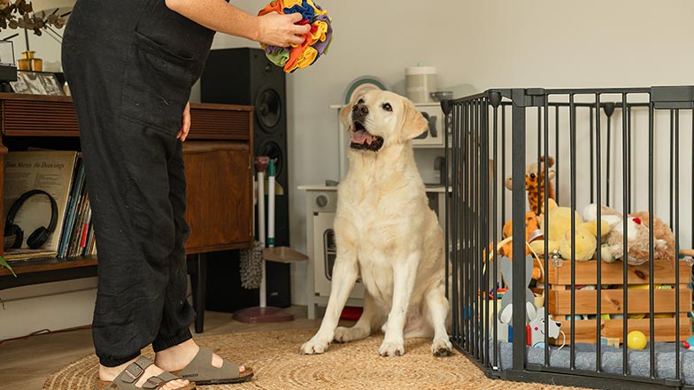 A dog sits in front of a baby gate, looking up at his owner as she gives him a puzzle toy.