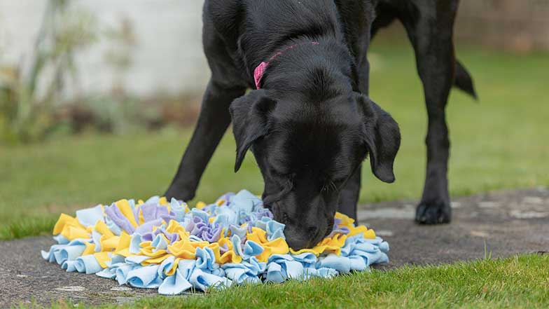 Black Labrador enjoys a snuffle mat in the garden.