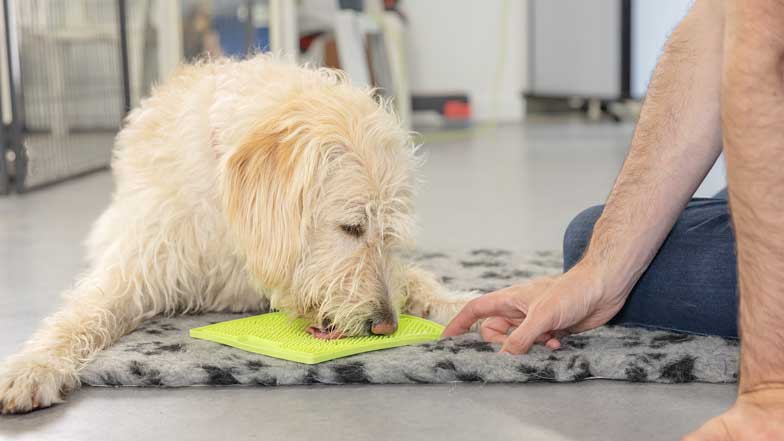 A Labrador cross Poodle plays with a green lick mat. 