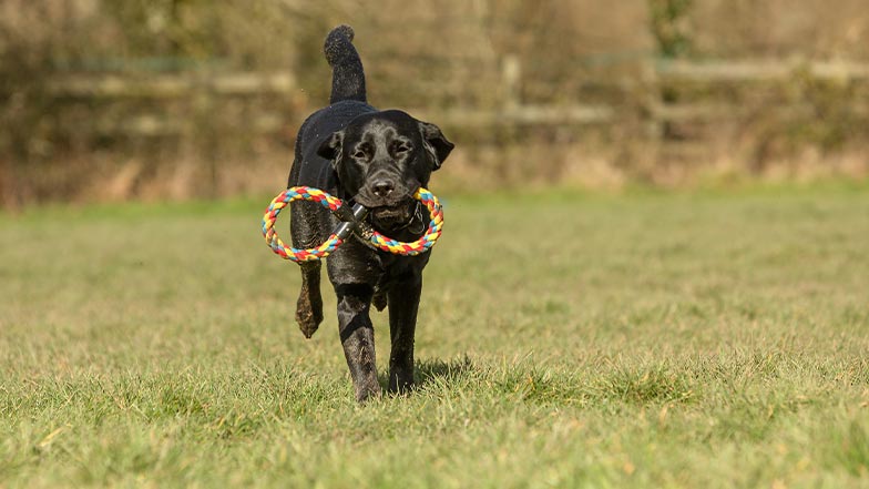 A black Labrador runs towards the camera, in a field, with a toy in her mouth.