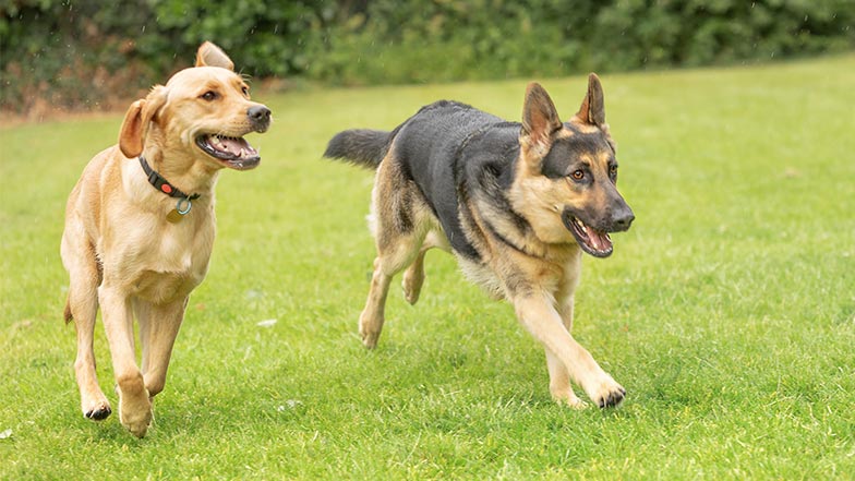 A Labrador and German shepherd run in a field, side by side.