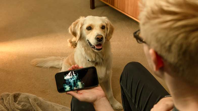 A man playing fiework video sounds on his phone whilst his golden retriever listens
