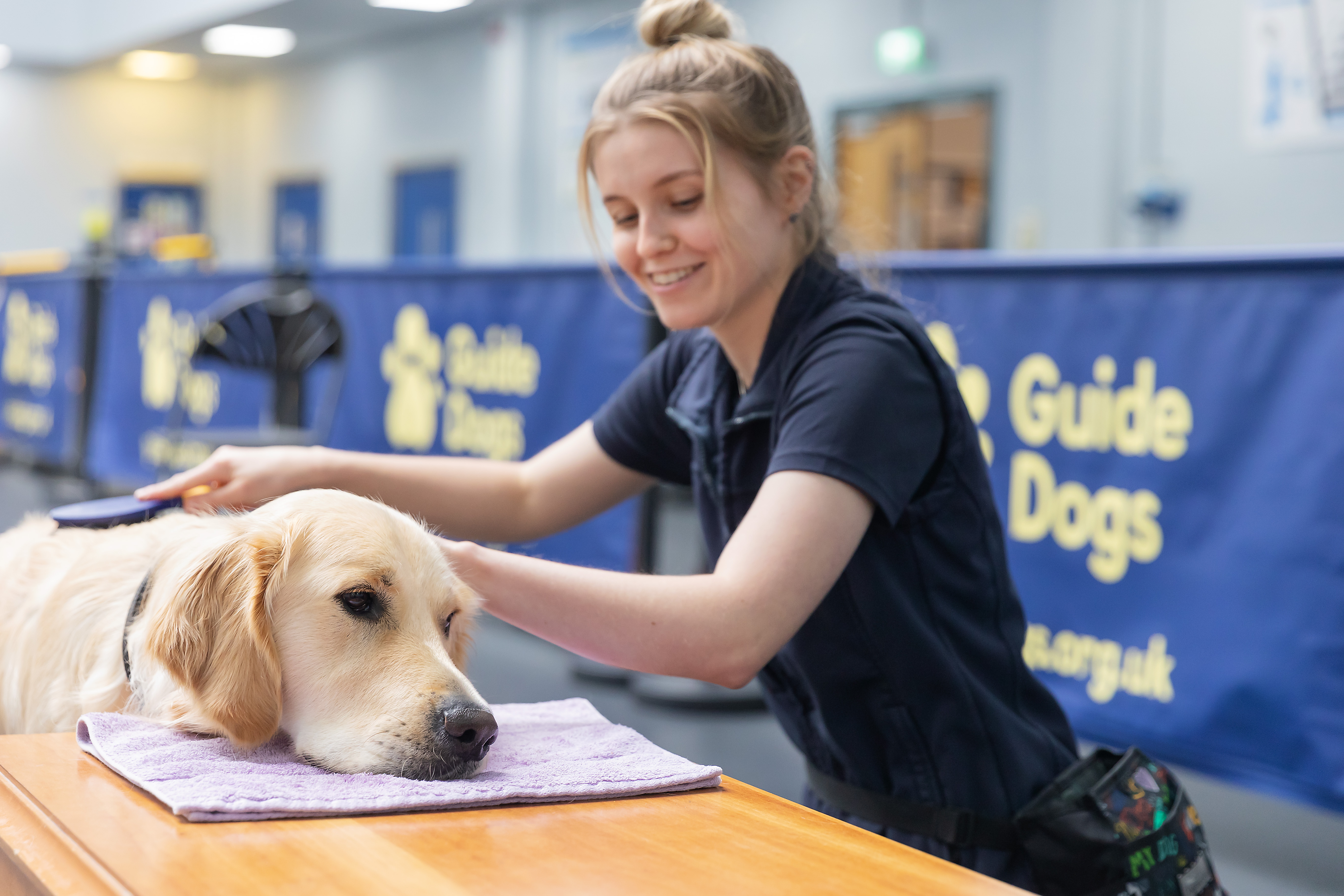 A guide dog being groomed with their head resting on a table.