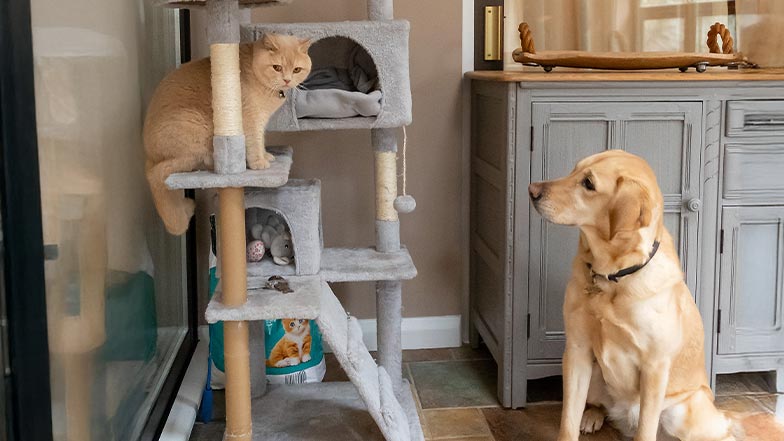 A dog looks up at a cat sat in a cat tree.