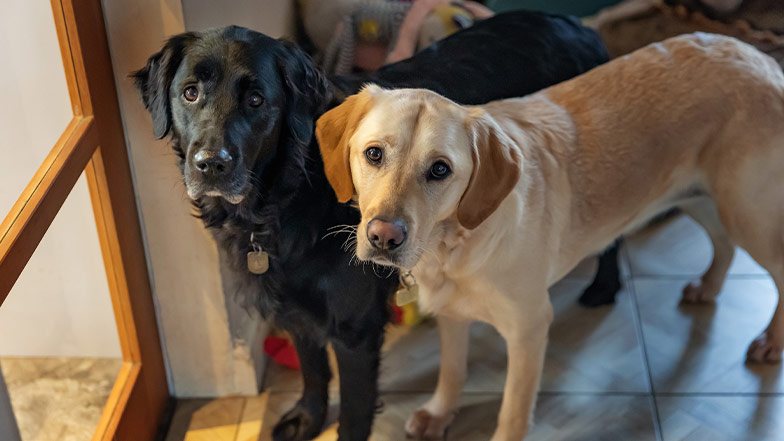 Two dogs stand in a hallway looking up to the camera.