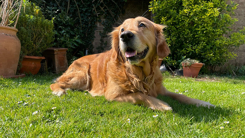 A Golden Retriever laying down on the grass in the sunshine