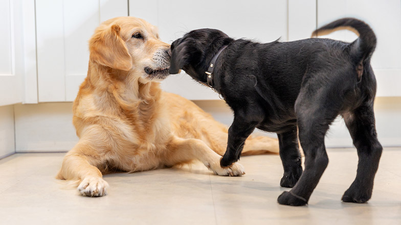 A puppy approaches an older dog who is lying on a tiled floor.