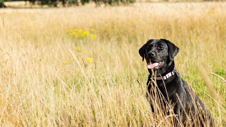 A black Labrador sits in long grass in the sunshine.