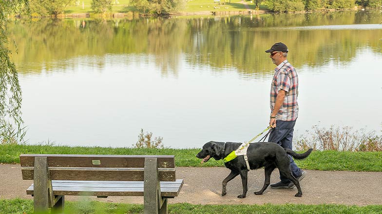 A guide dog owner and his guide dog walk along a path next to a lake.