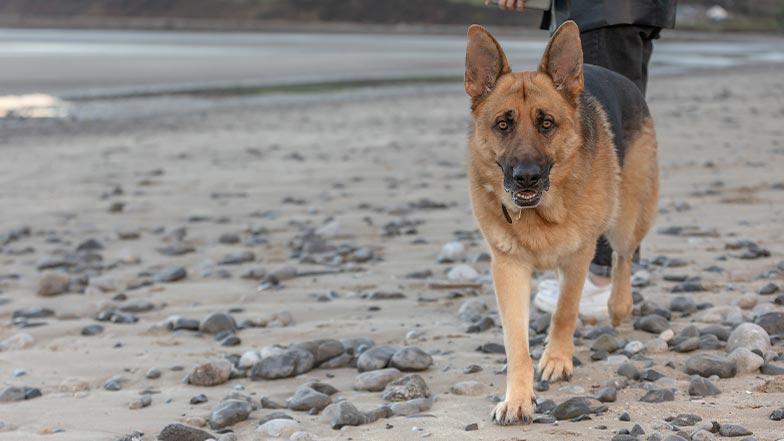 a German shepherd dog walks along a beach toward the camera.