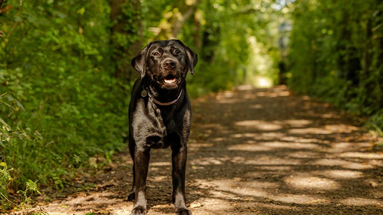 A black Labrador stands in a forest, smiling to camera.
