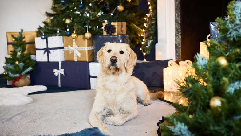 A labrador cross poodle guide dog sat in front of a Christmas tree and presents