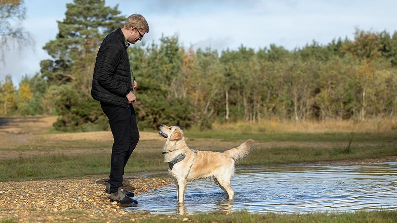 A dog stands in a large puddle, looking up at their owner.